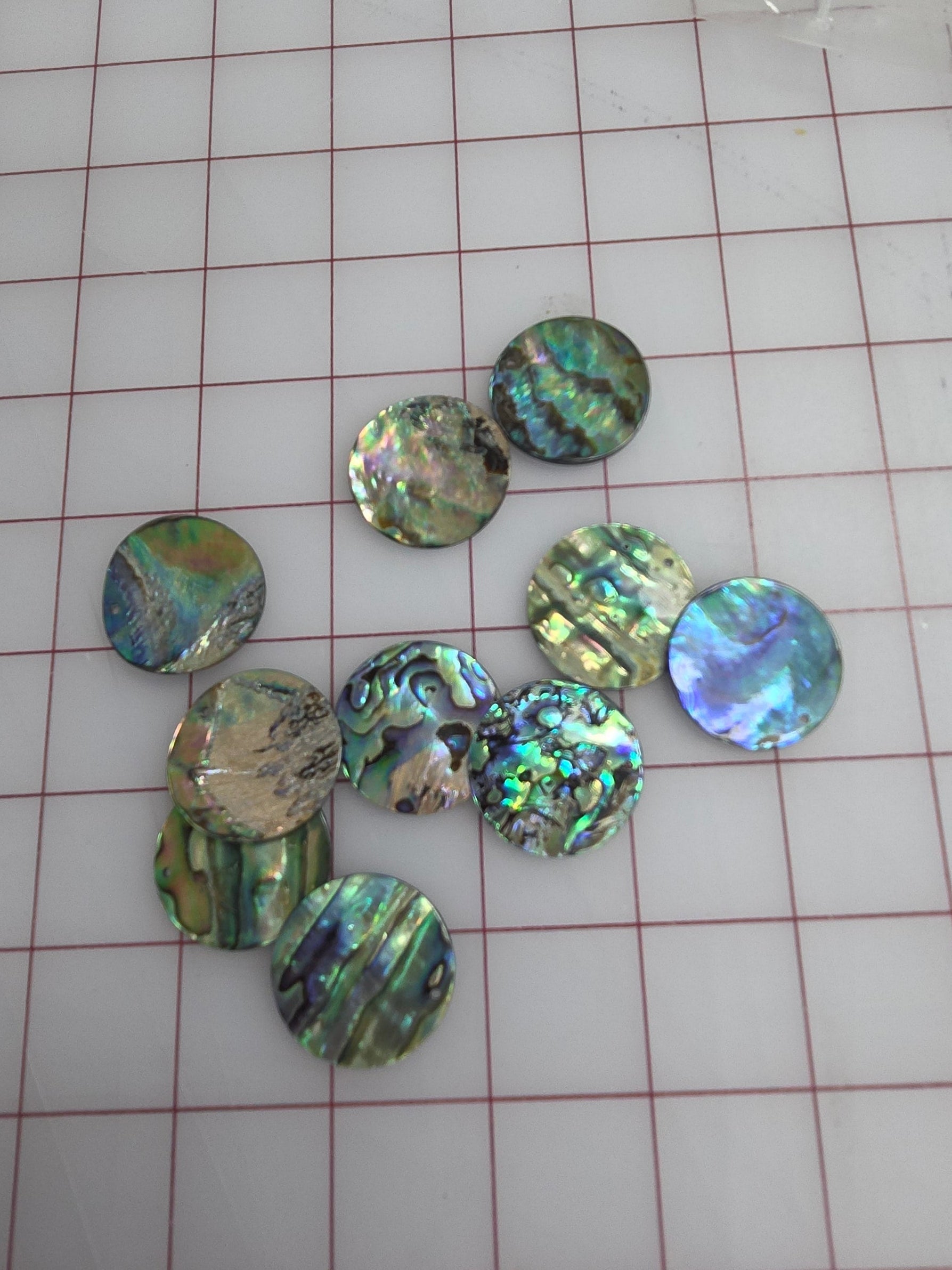Ms Shells Shells – Mashel Trade