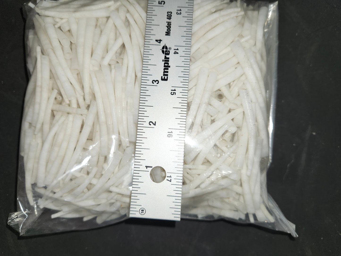 Dentalium 2" & 2"+