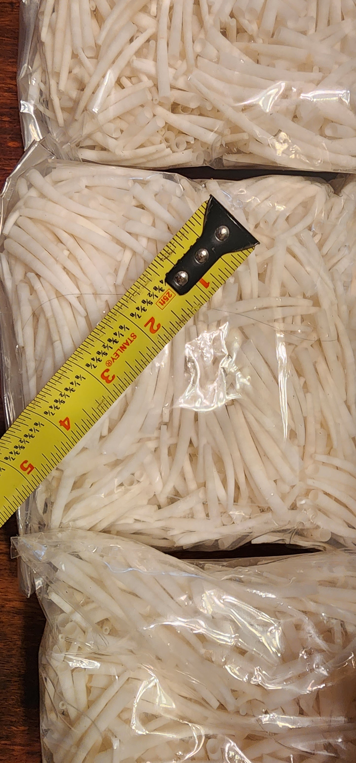 Dentalium 1.5"-2"